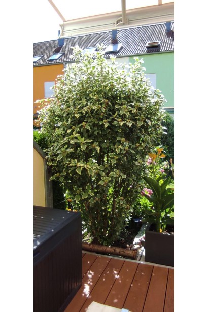 Гибискус сирийский в ландшафтном дизайне.